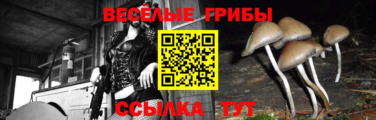 Галлюциногенные грибы GOLDEN TEACHER  Вход с VPN  Фрязино 